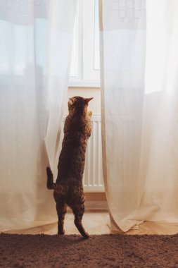 Bengal kedisi arka ayakları üzerinde durur ve pencereden dışarı bakar. Bir kedi pencerede dinlenir ve gün batımını izler.. 