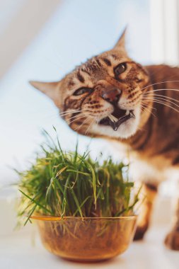 Evcil kedi tencereye ekilen otları yer. Kedi otu, evcil ot. Doğal tüy yumağı tedavisi, taze ot yiyen beyaz, kırmızı kedi, yeşil yulaf, duygusal olarak kopya alanı, evcil hayvan sağlığı kavramı.