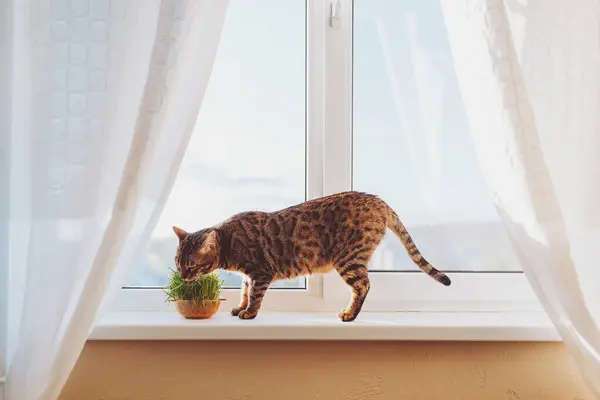 Lovely fluffy cat eating fresh green grass. Bengal cute kitten licking his mouth and eating the grass. Pet care, Organic food, Natural vitamins for pets concept. Germinated oats. Hairball treatment.