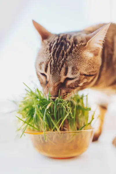 Domestic cat eats grass planted in a pot. Cat grass, pet grass. Natural hairball treatment, white, red pet cat eating fresh grass, green oats, emotionally, copy space, the concept of the health of Pet