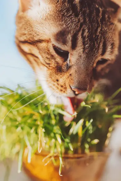 Lovely fluffy cat eating fresh green grass. Bengal cute kitten licking his mouth and eating the grass. Pet care, Organic food, Natural vitamins for pets concept. Germinated oats. Hairball treatment.