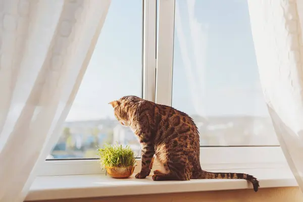 Pencere pervazında oturup bir şey bekleyen sevimli Bengal kedisi. Kedi pencere pervazına oturur ve sokağa bakar. Pencerenin pervazında oturan yalnız kedi güneş ışığına karşı ve dışarı bakıyor..