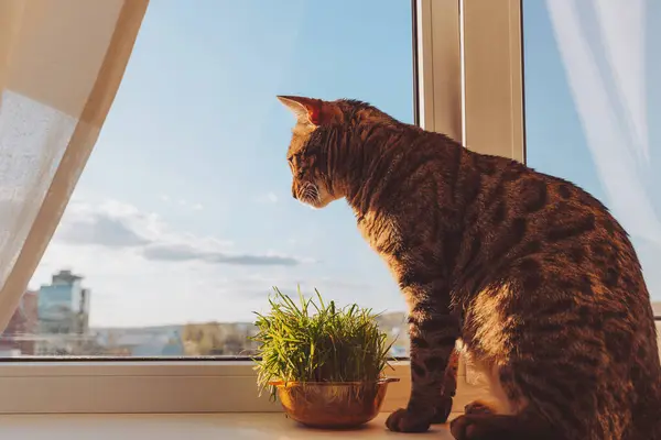 Pencere pervazında oturup bir şey bekleyen sevimli Bengal kedisi. Kedi pencere pervazına oturur ve sokağa bakar. Pencerenin pervazında oturan yalnız kedi güneş ışığına karşı ve dışarı bakıyor..