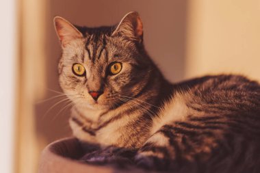 Tekir ev kedisi, güneş ışığıyla aydınlatılmış kazıma platformunda oturuyor. Gri çizgili tekir kedinin yakınlardaki bir pencereden dışarı bakan kapalı bir kedi ağacının tepesinde dinlenmesi.