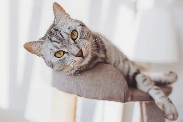 Mobilya kıran gümüş tekir kedisi. Kedi kulesinde oynayan kısa saçlı kedi. Evdeki kedi ağacında sevimli bir hayvan.. 