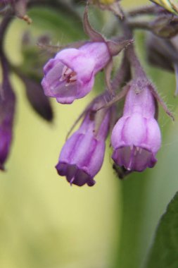 Papatya çiçekleri. Comfrey çiçeği, Symphytum officinale, yaklaş. Ortak nokta, Symphytum officinale, organik tıpta kullanılır, yeşil arka plana karşı makro çekim.