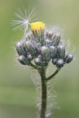 Kıllı şahin otu (Hieracium pilosella). Ormandaki sarı çiçekler bulanık bir arkaplanda.