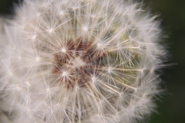 Bulanık arkaplanda karahindiba çiçeği. Taraxacum Erythrospermum. Baharda Karahindiba 'nın soyut doğa geçmişi. Tohum, makro.