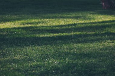 Şehir parkında güneşli ışıkta yeşil çimenlik. Parktaki çimlerin üzerinde bir ağaç dalının gölgesi.  