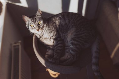 Sarı gözlü bir kedi gün ışığından hoşlanır. Odada güneş parlıyor. Kedi çoğunlukla gölgede durur. Isıtma sezonunun başlangıcı / sonu. 