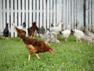 Grup yetişkin sağlıklı beyaz tavuk ve büyük kahverengi horoz taze ilk yeşil çim dışında bahar alan parlak güneşli günde beslenirler. Tavuk yetiştiriciliği, sağlıklı et ve yumurta üretim kavramı.