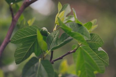 Yeşil yapraklı yeşil incir meyveleri, ağaçta yetişen tropikal meyveler..