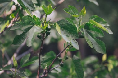 Yeşil yapraklı yeşil incir meyveleri, ağaçta yetişen tropikal meyveler..