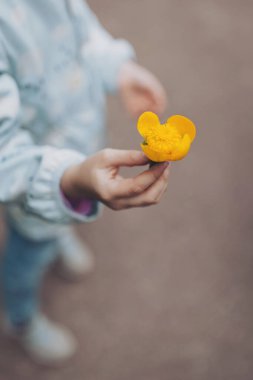 Sarı nilüfer çiçeği bir çocuğun ellerinde, üst görünüm, seçici yumuşak odak ile yakın fotoğraf. Childs 'ın eli sarı kozmos çiçeğini tutuyor. Ekoloji, dünyayı kurtarma ve doğayı sevme kavramı.
