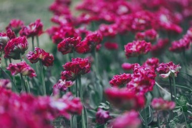 Botanik Çiçekleri Bahçesi 'ndeki Hollanda lalesi gibi. Mor lale çiçekleri. Kapatın. Renkli bahar çiçekleri.. 