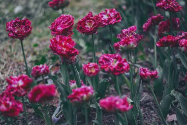 Botanik Çiçekleri Bahçesi 'ndeki Hollanda lalesi gibi. Mor lale çiçekleri. Kapatın. Renkli bahar çiçekleri.. 
