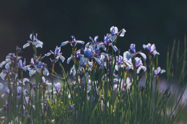 Bahar bahçesinde mavi Sibirya zambağı. Bahçede çiçek açan Sibirya irisleri (iris sibirica) grubu. Bulanık yeşil arka planda güzel mavi süsen çiçekleri. bahar havası. 