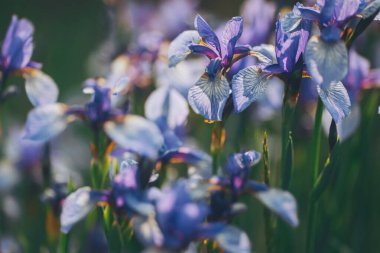 Bahar bahçesinde mavi Sibirya zambağı. Bahçede çiçek açan Sibirya irisleri (iris sibirica) grubu. Bulanık yeşil arka planda güzel mavi süsen çiçekleri. bahar havası. 