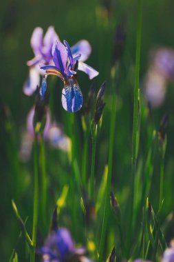 Siyah arka planda mor iris çiçeği. Çiçek açan iris versicolor yakın plan. Mavi çiçekler versicolor Bahçede güzel çiçek açıyor. 