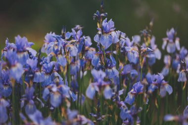 Yaz bahçesinde bir Iris çiçeği, yakın plan. Çiçekler tarlada