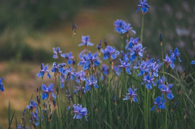 Bir yaz gününde mor göz. bahar arkaplanı bir yatakta taze mor süsen çiçekleri. Kalın bir alan derinliği. Sibirya iris çiçekleri, Iris sanginea