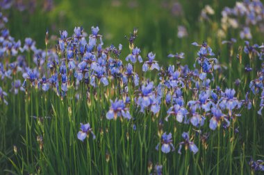 Siberian iris flourishing on a meadow with natural light rays shining on it clipart
