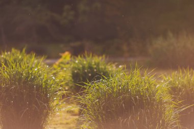 Gün batımında baston tarlası. Şeker kamışı, Poaceae ailesinin bir otudur. Tatlıdır ve sağlık için iyidir..