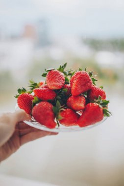 Kadınların elleri taze toplanmış çilek dolu bir kova tutuyor. organik çilekler. Kadın elinde çiğ çilek tabağı tutuyor.. 