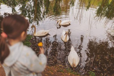 Gölün kenarındaki bir grup kuğu ve kuğuları besleyen insanlar. Körfezde yemek ve yiyecek bulmaya çalışan bir kuğu. Arkadan bakan çocuk gölde kuğulara yemek veriyor..
