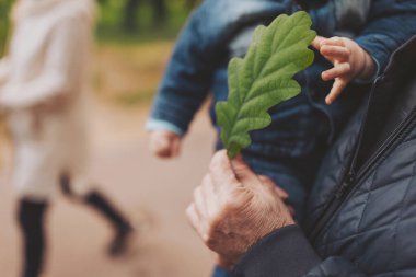 Bir yetişkinin ve bir çocuğun kaba eli bir ağacın yeşil yaprağını tutuyor. Aile kavramı.