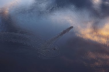 duck beautifully takes off from the surface of the lake. ducks takes off from the surface of the lake. like planes soaring in the sky. The ducks leaving trails abstract reflections  clipart
