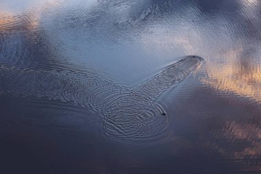 duck beautifully takes off from the surface of the lake. ducks takes off from the surface of the lake. like planes soaring in the sky. The ducks leaving trails abstract reflections  clipart