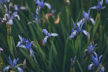 Mavi çiçekler versicolor Bahçede güzel çiçek açıyor