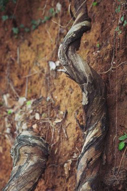 Ağaç kabuğu dokusu. Eski ağaç dokusu, eski ahşap. Kökler yerde görünür