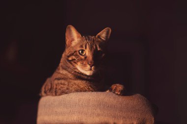 Bengal Kedisi evde kedi ağacının üzerinde yatıyordu. Ağızda güneş ışığı vardı. Kedi yavrusunun portresi rahatlatıcı sevimli bir yüz, doğal ışık, gölgeler. Biraz gölgede dur. Duvarda güneş ışığı.