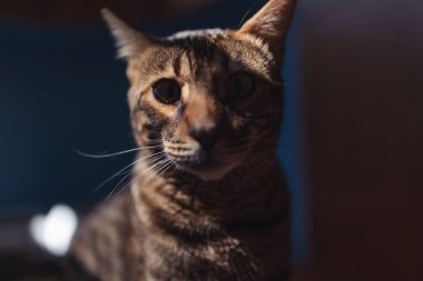 İzole edilmiş karanlık arka planda nazik bakışlı Bengal Kedisi 'nin gizemli portresi. Yakışıklı altın benekli genç Bengal kedisi güneşte kalıyor. Siyah portre, gölge..