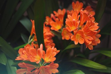 Güzel clivia minyata çiçeği ve yaprakları. Bush zambağı (Clivia miniata) çiçeği, doğal arkaplan