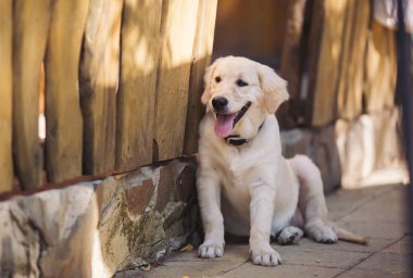 Mutlu köpek yavrusu Golden Retriever doğa, portre portre yaz aylarında yürür. Çok iyi bir aile köpek