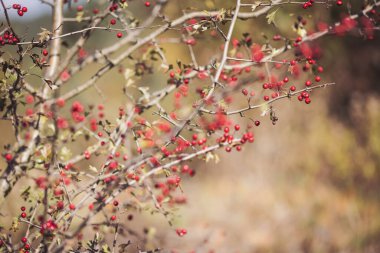 Banches of Crataegus monogyna in the nature. Crataegus in fall. Red berries in the morning.  clipart