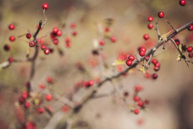 Doğada Crataegus monogyna bankları. Crataegus sonbaharda. Sabahları kırmızı dutlar. 