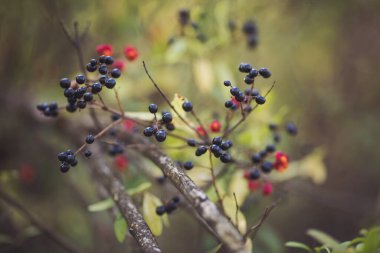 Sonbaharda Bokeh ile siyah böğürtlenler. Zehirli bitkiler ve geleneksel ilaçlar. 