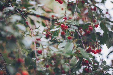 Dallarla ağaç yaprakları arasında renkli kırmızı kirazlar, küçük su damlalarıyla ıslanmış.. 