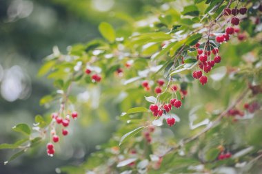 Yağmur mevsiminde dallarda büyüyen ıslak kirazların yakın çekimi