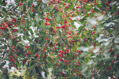 Yağmurdan sonra kirazlar ağaçta. Tatlı bir kiraz ağacından sarkan olgun kirazlar. Kuş kiraz ağacı. Yağmur sonrası meyvelerin üzerine su damlacıkları.