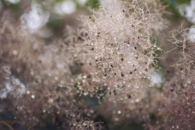 Pink flowers of smoke bush in the park in the summer after rain. Dew on plants. Beautiful background.  clipart