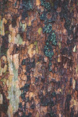 Arka plan olarak ağaç kabuğu dokusu. Platanus oksidentalis ağaç kabuğu dokusu yakın çekim. Ağaç kabuğu dökülüyor.. 