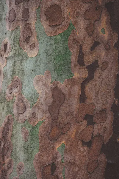 stock image Close-up shot of tree bark showing detailed texture and varied patterns with contrasting colors. platanus tree