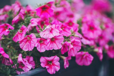 Şehir caddesinde yağmurdan sonra açan bir çeşit pembe çiçek. Renkli çiçek uzun bir yol açar. Canlı petunya çiçekleri açar. Çiçekler bulanık şehir arka planında arabalarla dururlar
