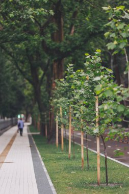 İlkbahar günü şehir parkında yeni dikilmiş platanus ağaçları doğa ekolojisi kavramını kurtarır. Koruyucu destekli genç ağaçlar. Park 'ta yeni oluşturulan Young Trees sokağı.