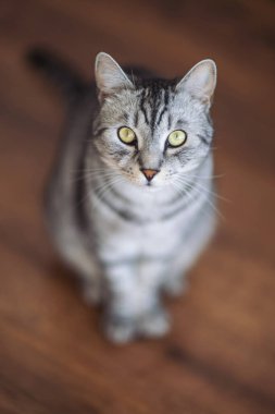 Gri tekir kedicik portresi. Şirin kısa saçlı kedi şaşırdı ve ahşap zeminde oturdu, sarı gözlü memeli, hayvan evcil hayvanları konsepti. 